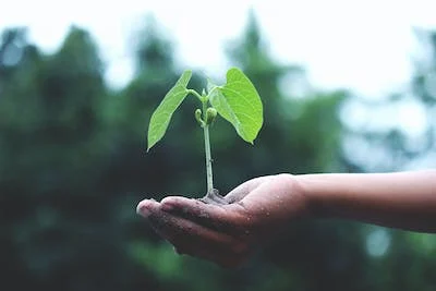 Ispirational scenery of a hand, holding up a small plant infront of a dark forrest.